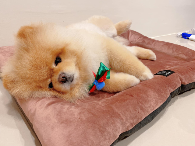 奶油小生 小葛熊耳朵