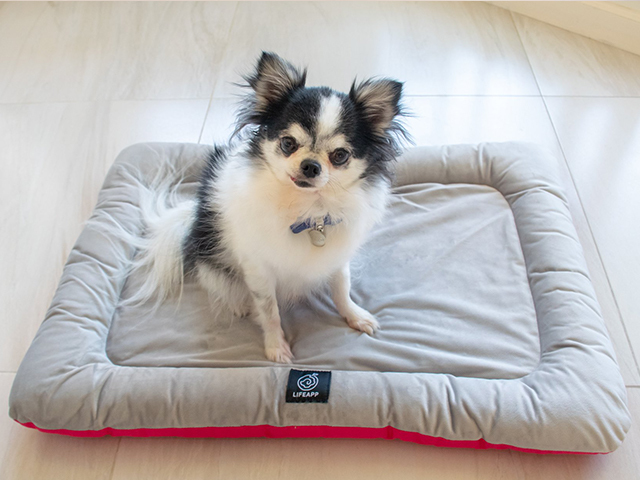 Bobby狗明星日記