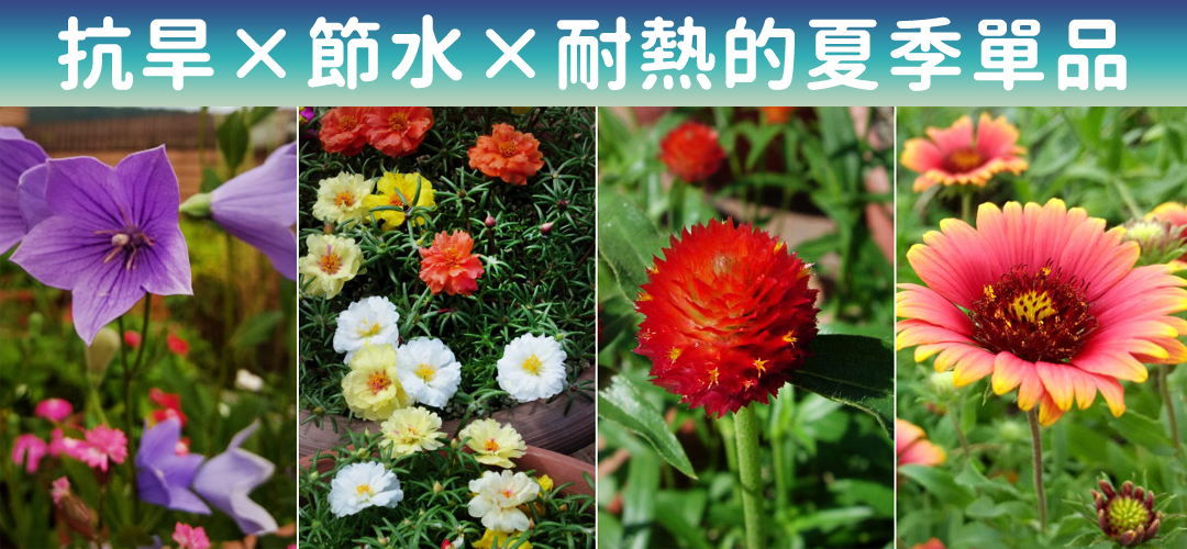 抗旱×節水×耐熱的夏季單品