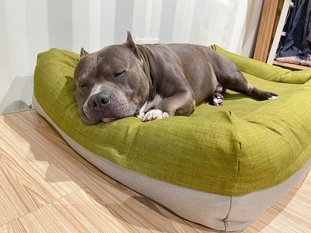 美系斯塔福郡梗-Duke公爵