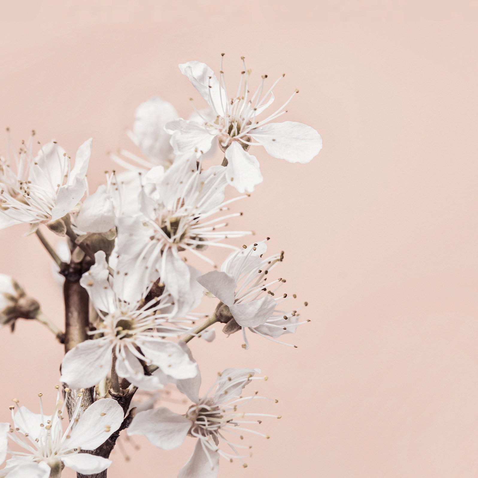 Cherry Blossom 日本櫻花 木芯蠟燭 - AYDRY & Co.