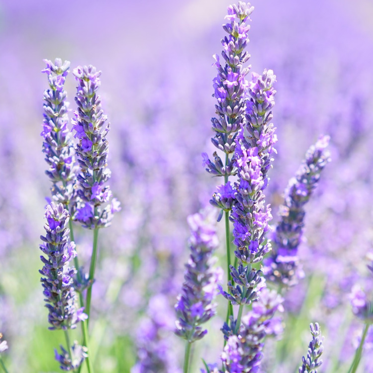 普羅旺斯薰衣草精油