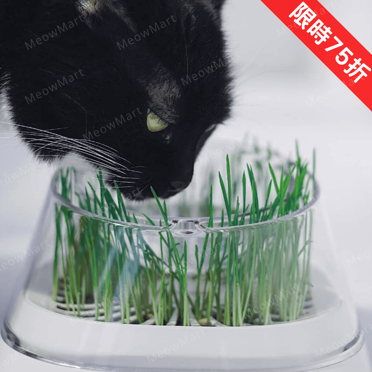 【限定75折】MOBOLI 秘密森林貓草碗