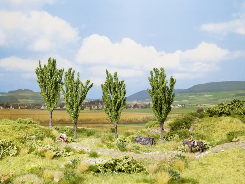 Noch 21006 Poplar 白楊樹.4棵