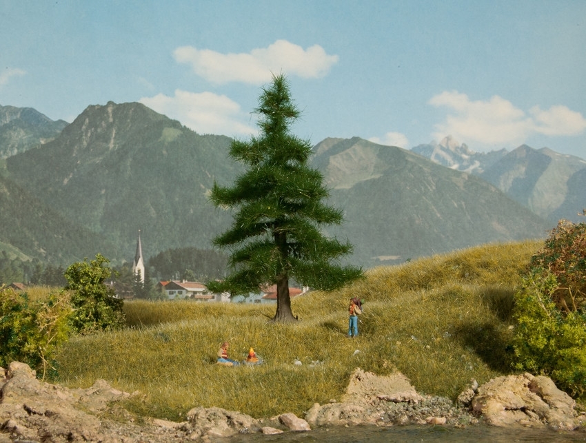 Noch 21810 Caucasian Fir