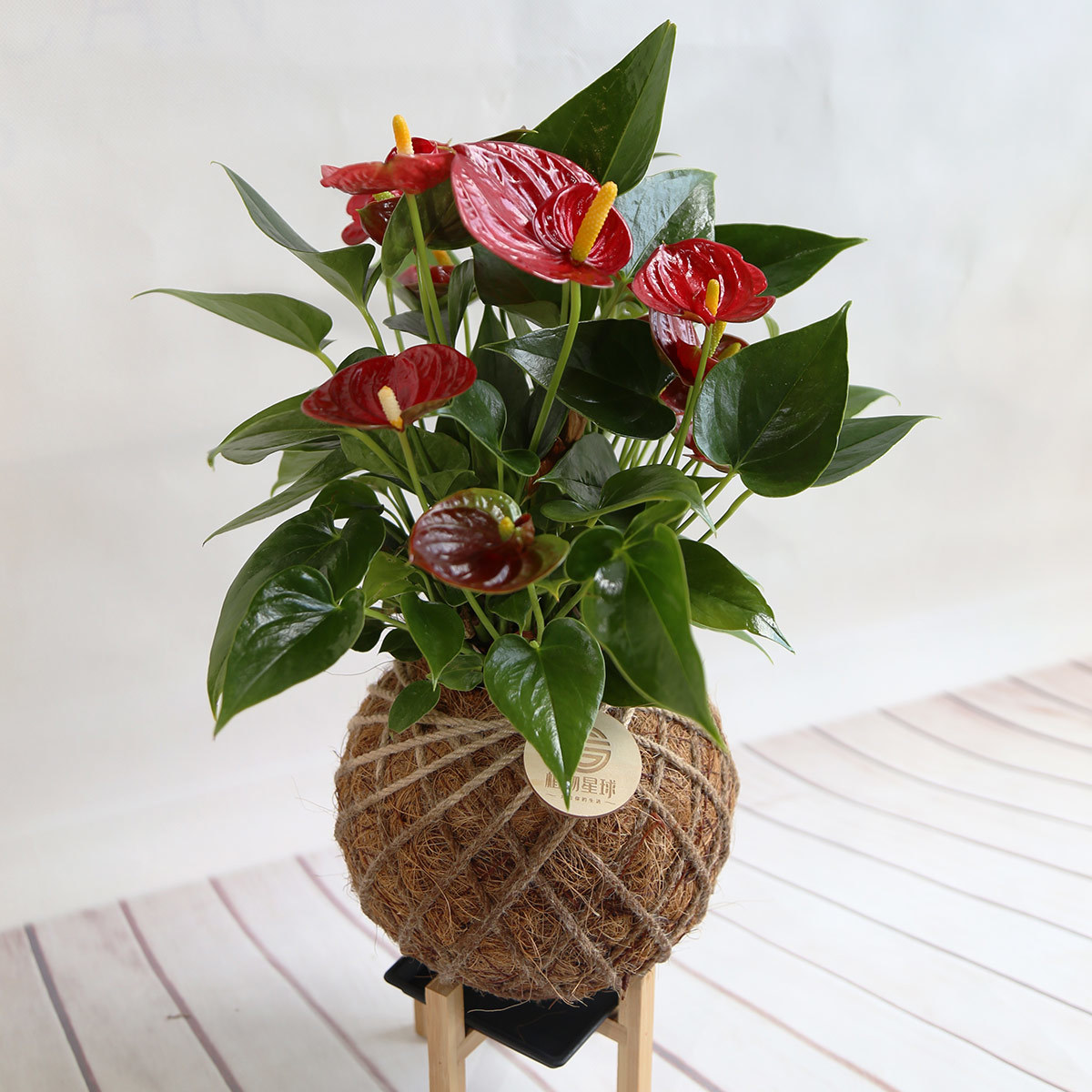 PD35｜成功紅火鶴大苔球