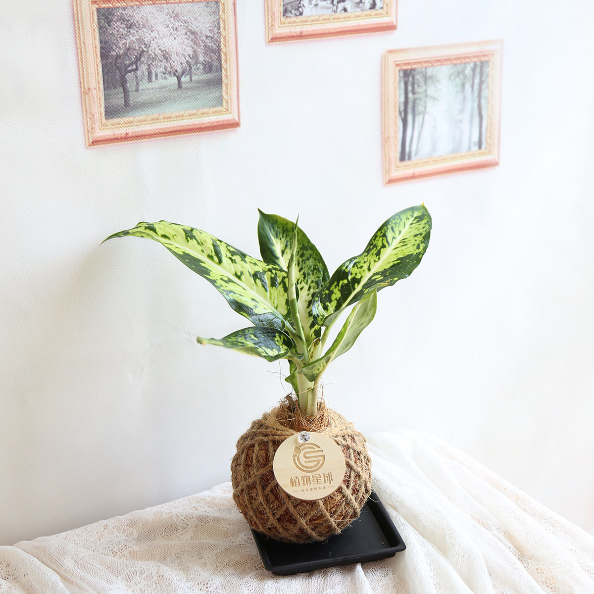 PD37｜寶玉粗肋草小苔球