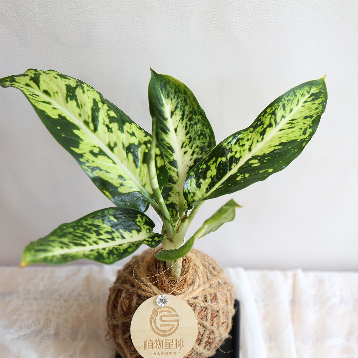 PD37｜寶玉粗肋草小苔球