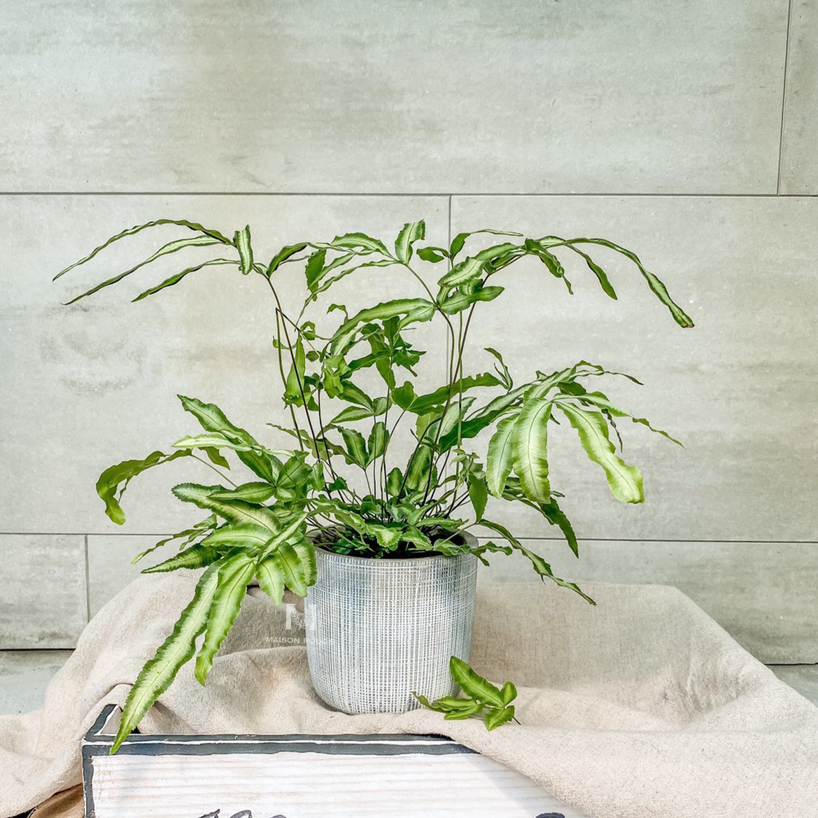 『蕨』對愛上你・白玉鳳尾蕨・綠色植栽