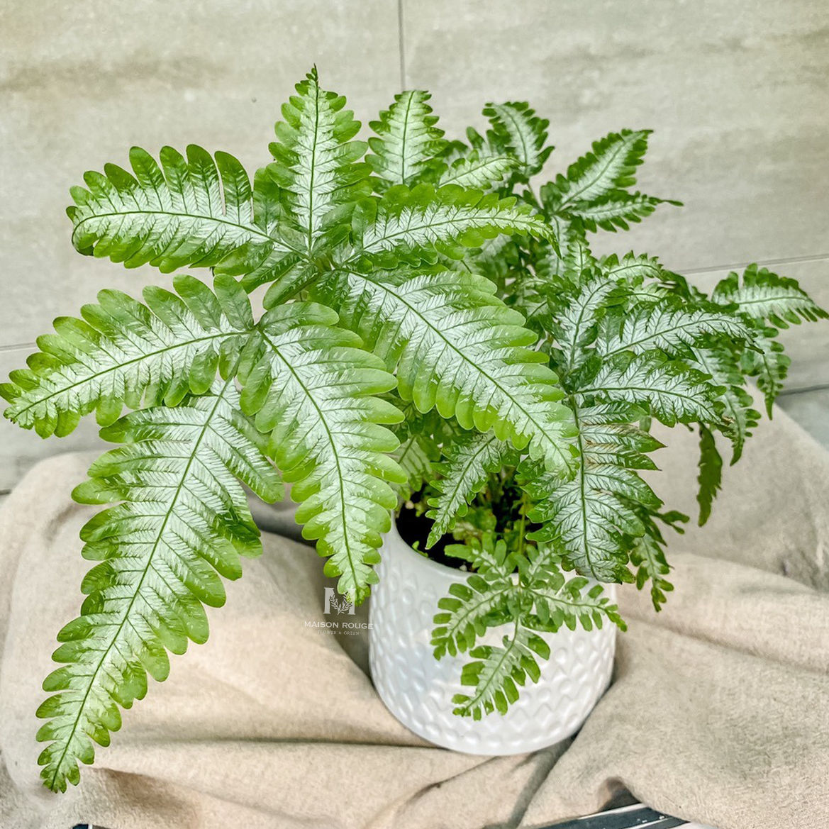 『蕨』對愛上你・鳳尾蕨・綠色植栽