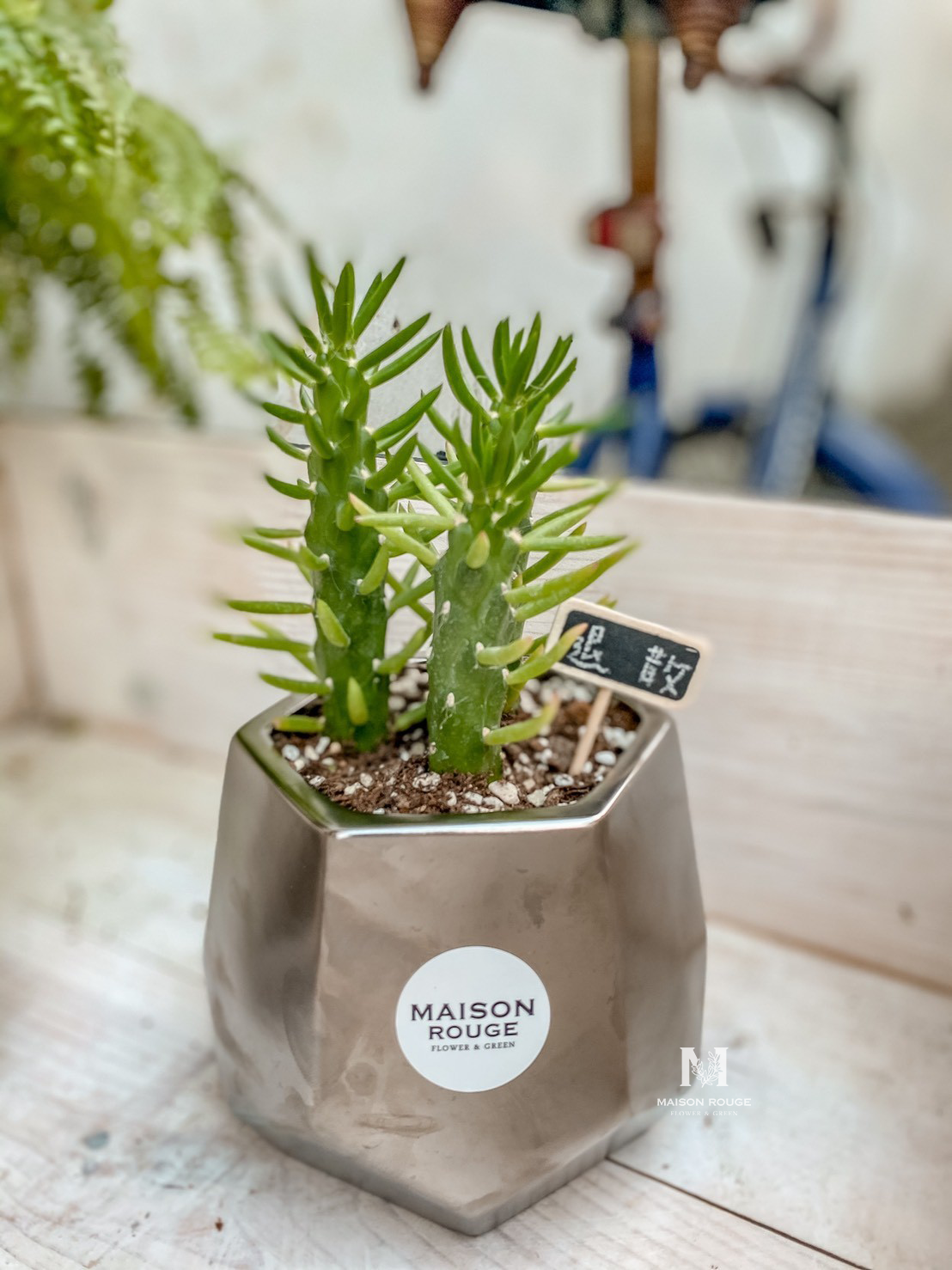 壞運退散・狼牙棒在手・多肉植栽