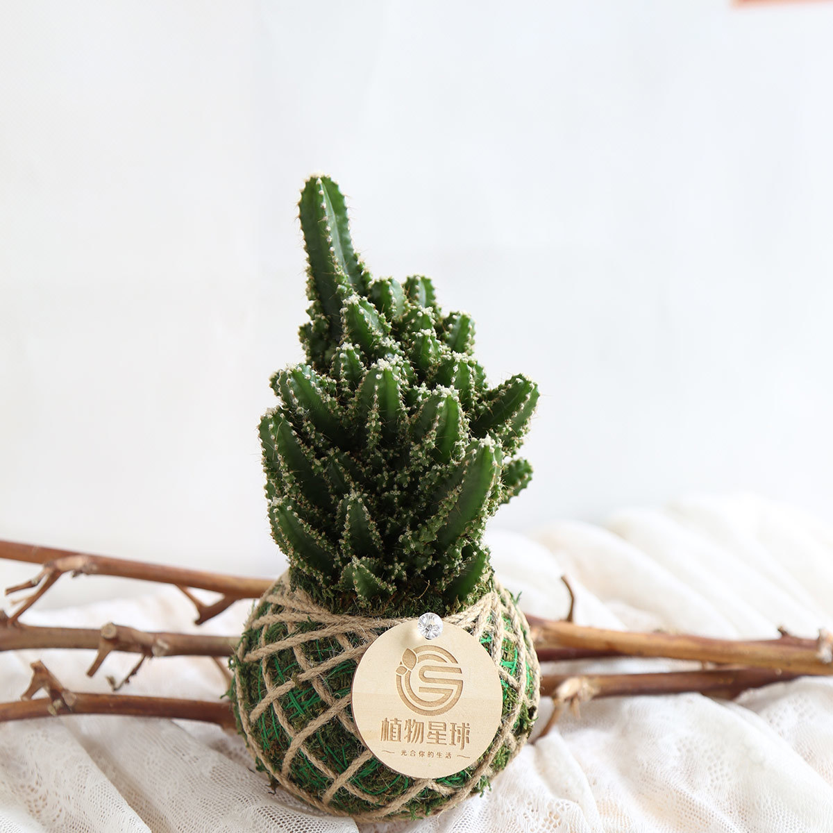 PD10｜仙女閣仙人掌小苔球