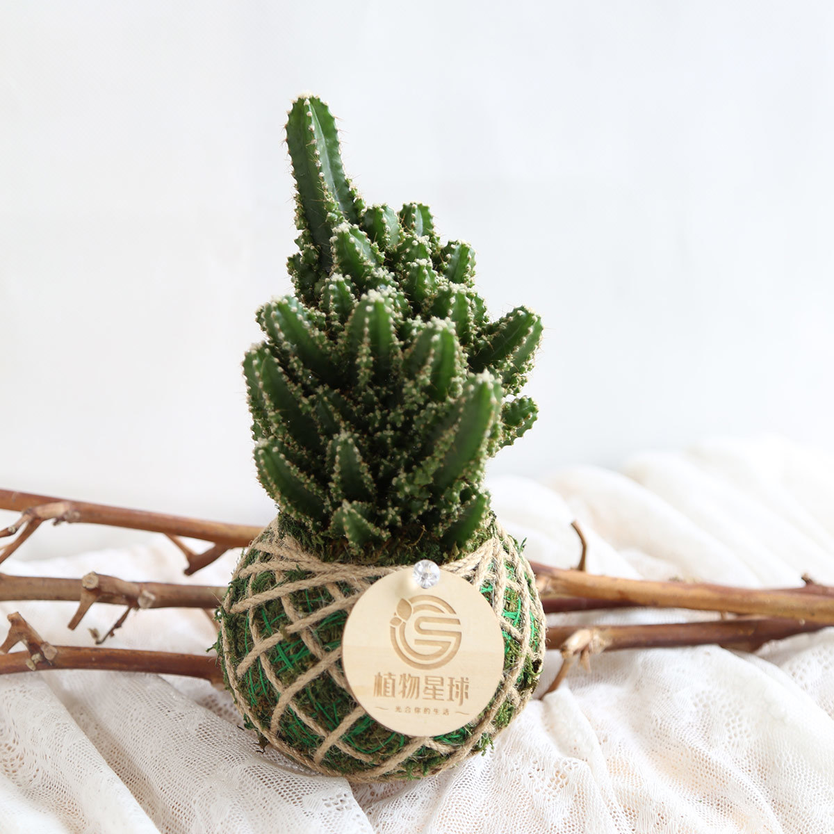 PD10｜仙女閣仙人掌小苔球