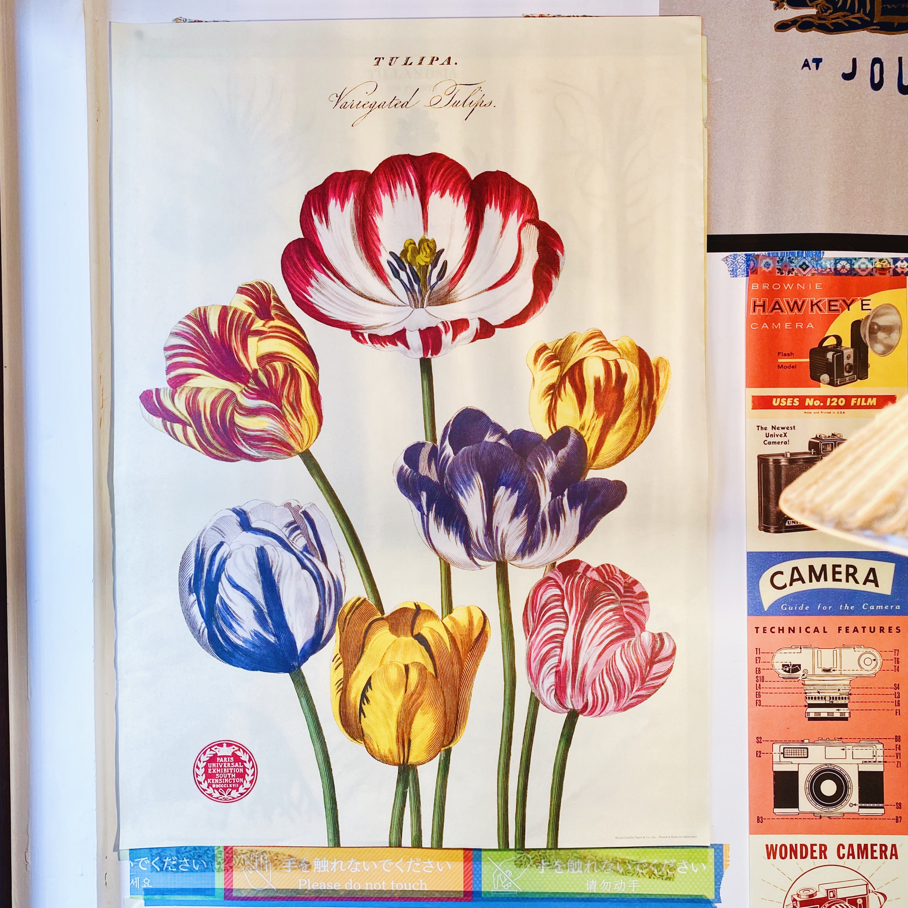 鬱金香 包裝紙/海報 ｜美國 Cavallini & Co