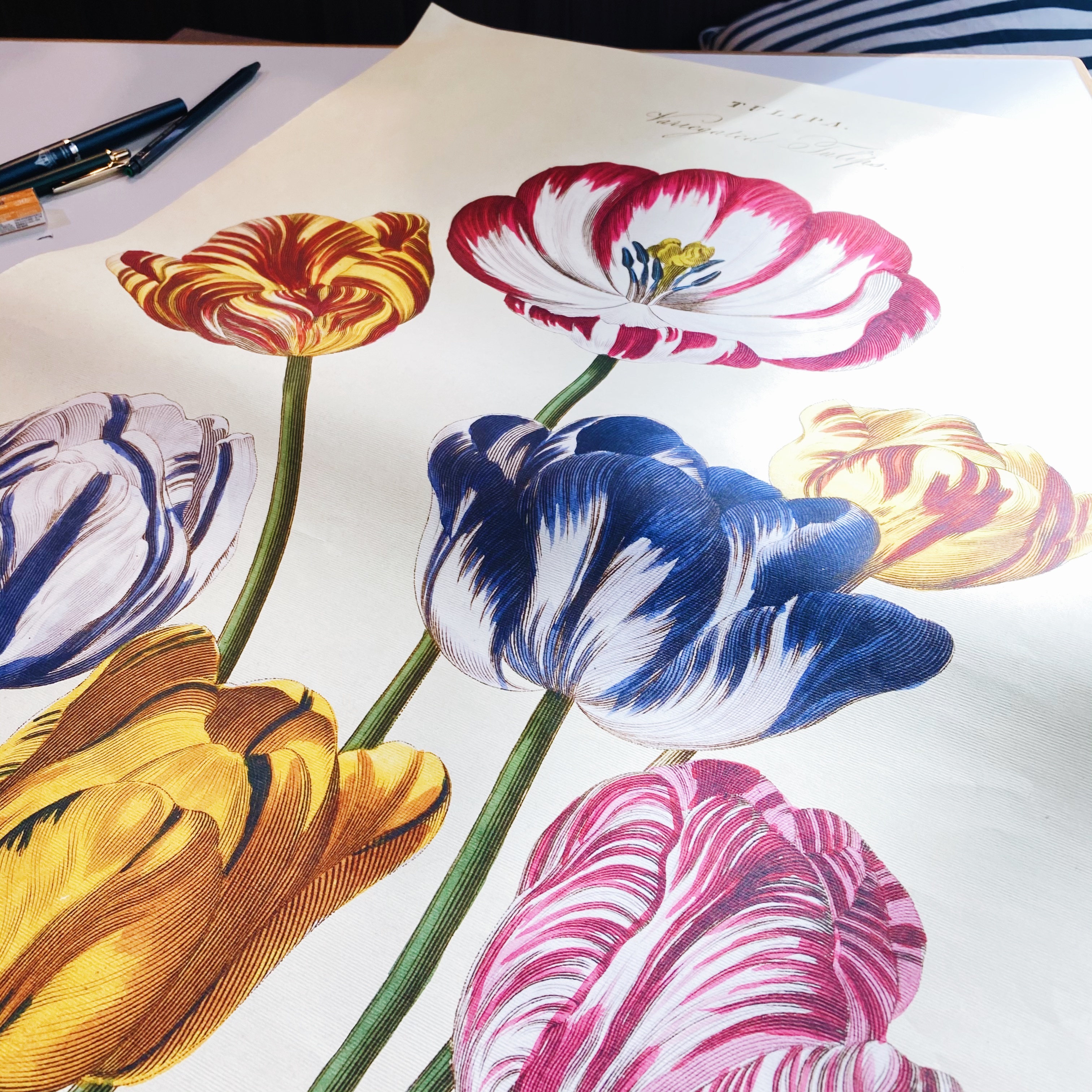 鬱金香 包裝紙/海報 ｜美國 Cavallini & Co