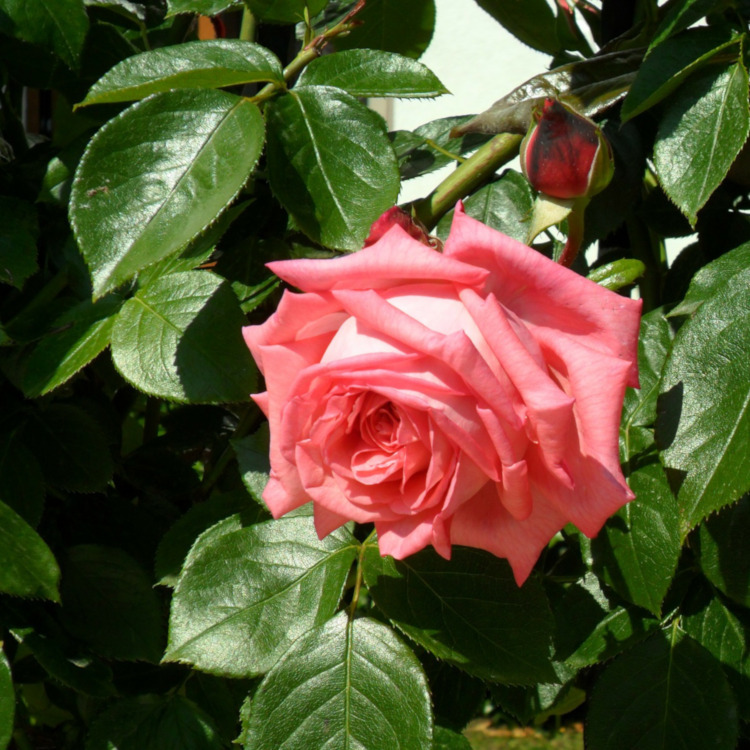 大馬士革玫瑰精油