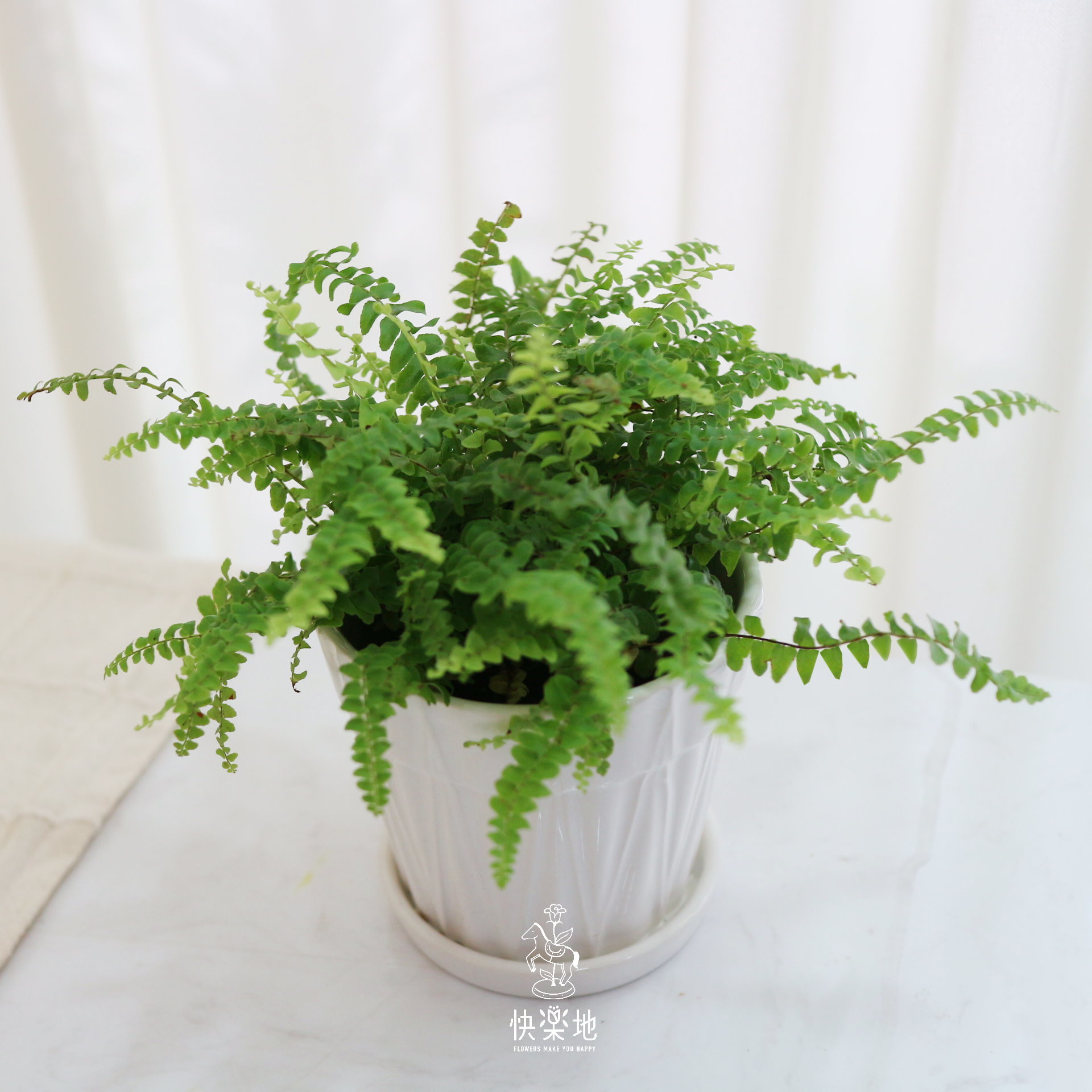 空氣清淨小品 I 波士頓腎蕨  GP210501