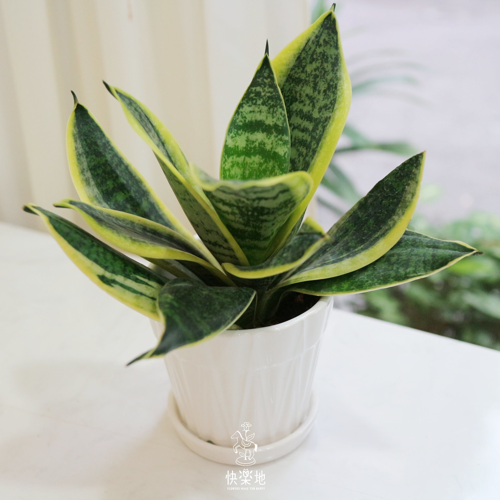 空氣清淨小品 I 虎尾蘭  GP210502