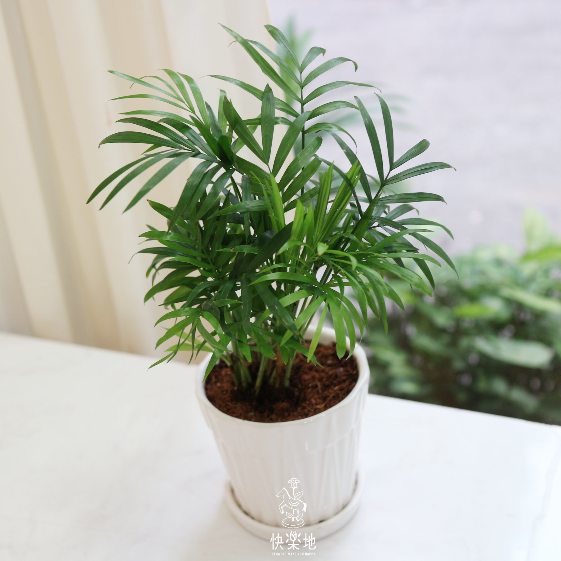 空氣清淨小品 I 袖珍椰子  GP210503