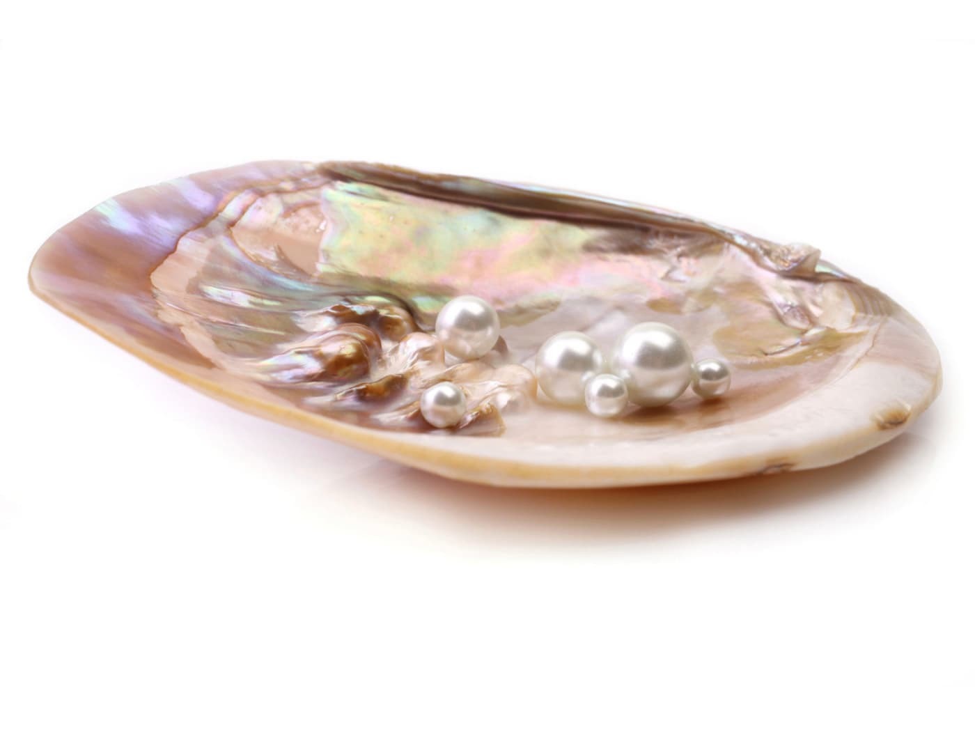 淡水珍珠無核養殖的珠蚌，一次能產出約20顆珍珠且外形多元。