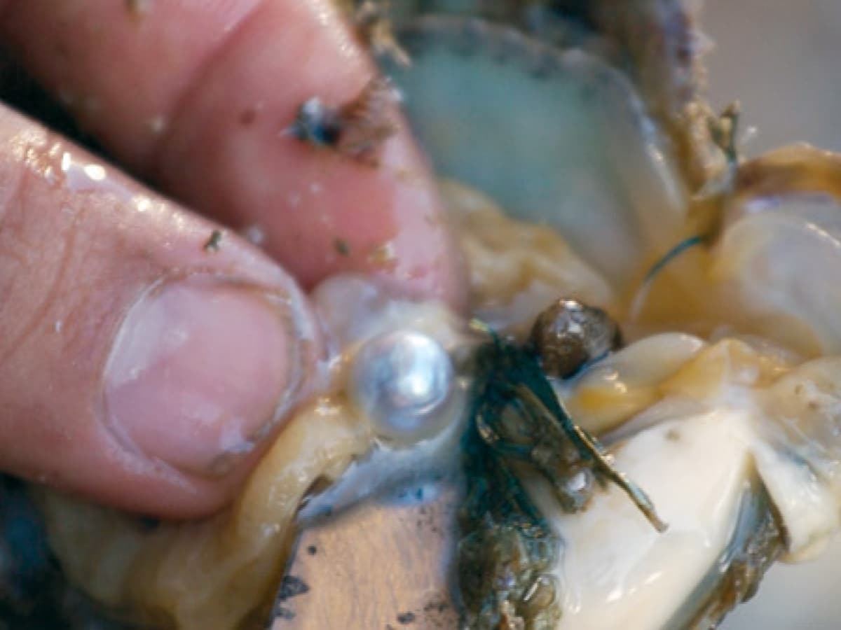 蚌類受到沙子或微生物入侵會分泌珍珠質把異物包覆，久而久之形成珍珠，此為日本Akoya珍珠。