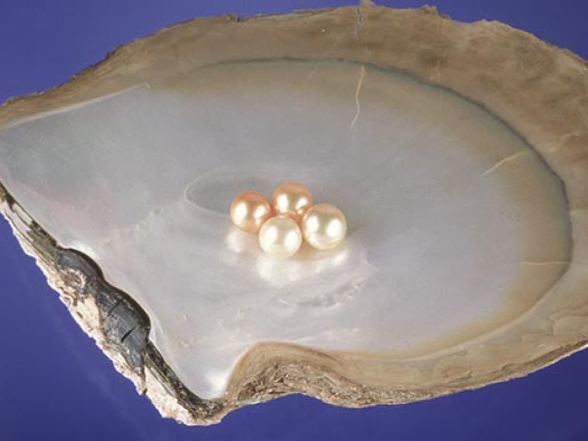 南洋珍珠的母貝品種較大，產出的珍珠尺寸也比較大，被稱作「珍珠之王」。