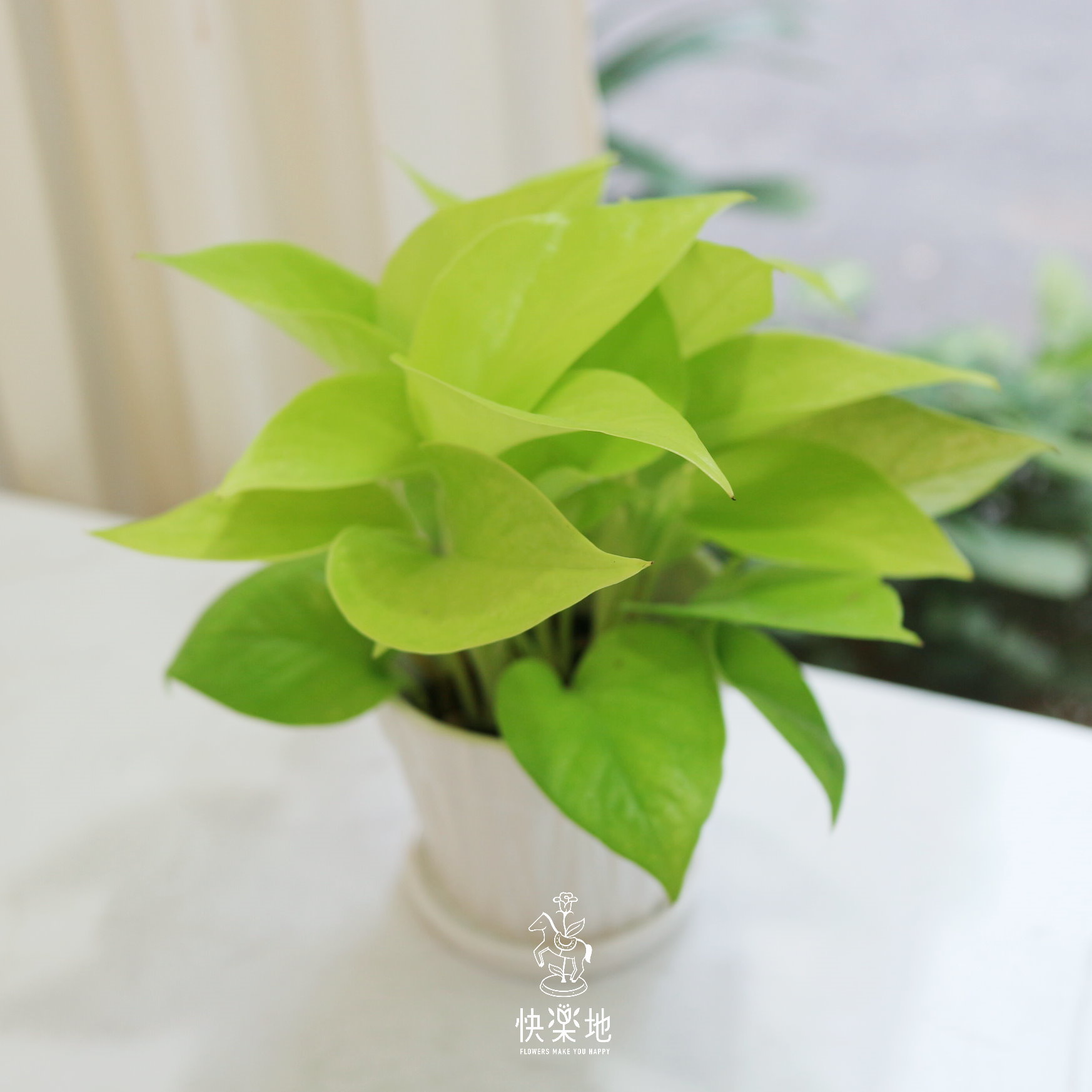 空氣清淨小品 I 萊姆黃金葛  GP210504