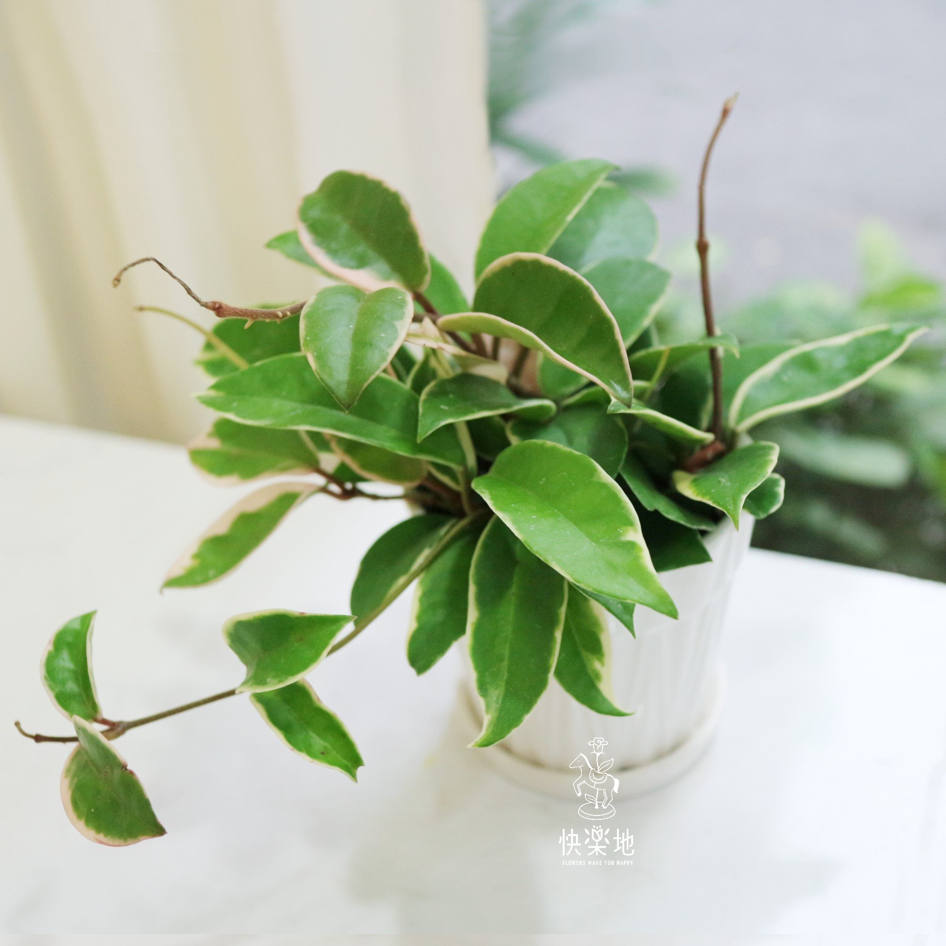 空氣清淨小品 I 毬蘭  GP210505