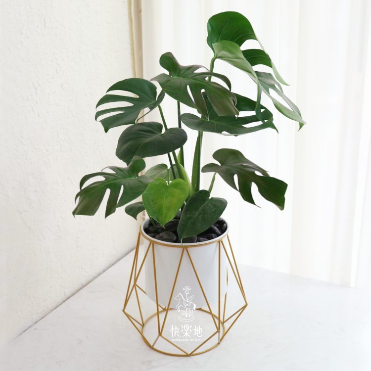 IG大熱門 I 龜背芋(電信蘭)  GP210530