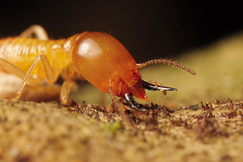 白蟻怕什麼味道？哪些植物或精油可以驅趕？