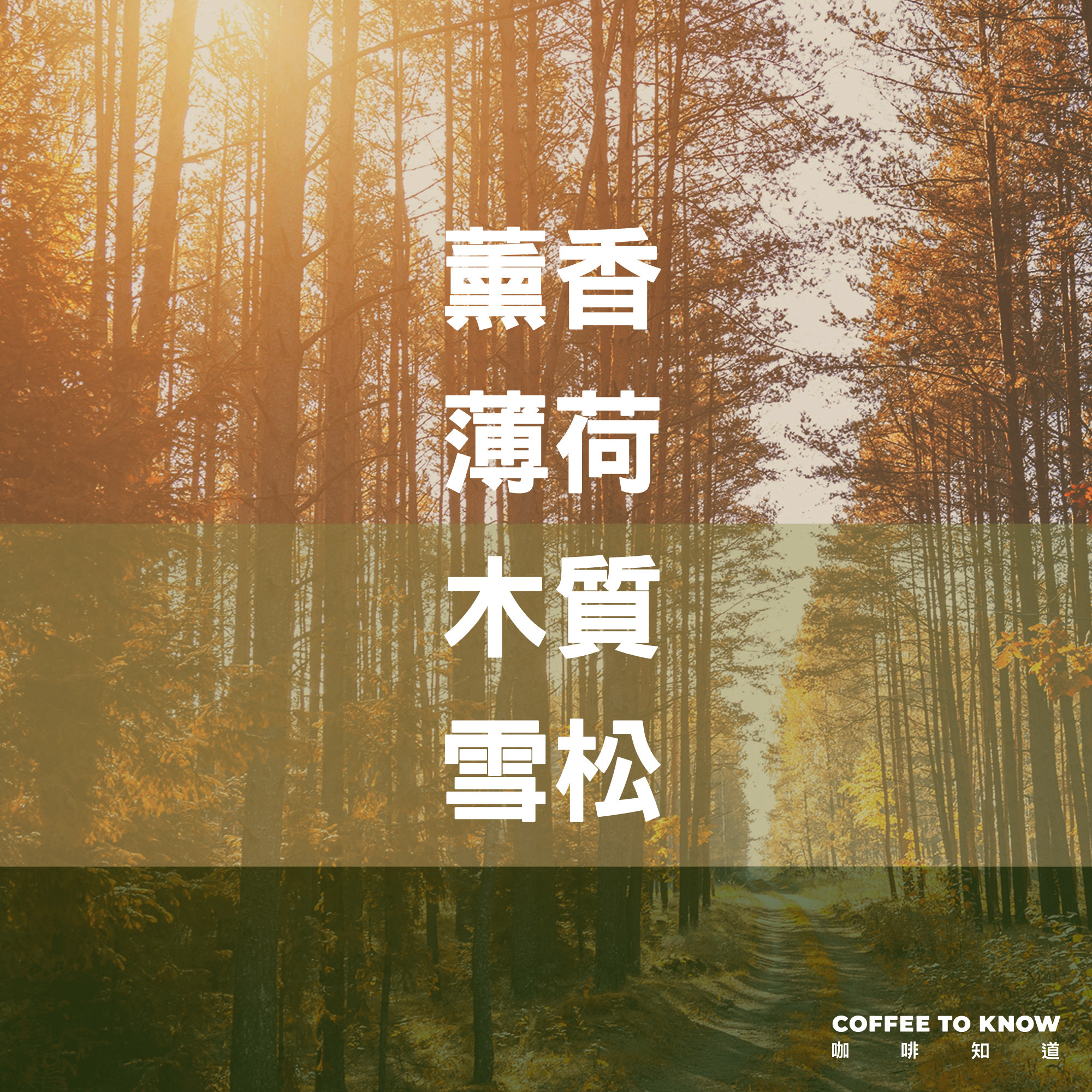 【森呼吸 配方】浸泡式咖啡/茶包式咖啡