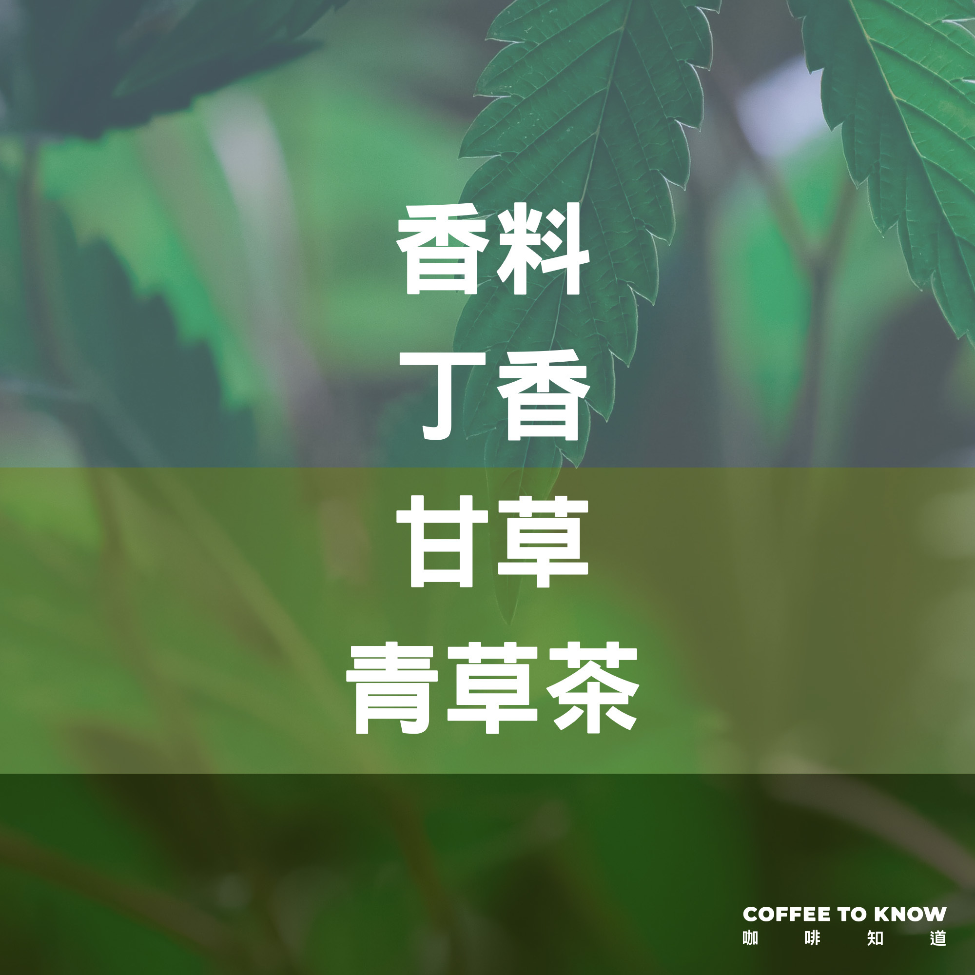 【青草茶 配方】浸泡式咖啡/茶包式咖啡