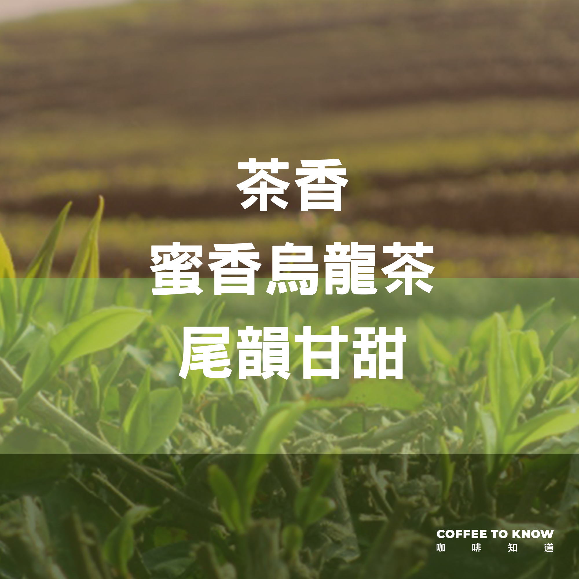 【爺爺泡的茶 配方】＃有一種溫度，咖啡知道