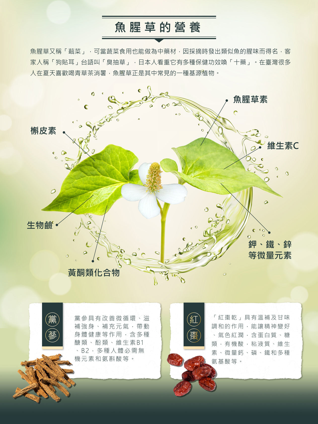 趕食髦_黨蔘紅棗魚腥草茶 魚腥草的營養介紹