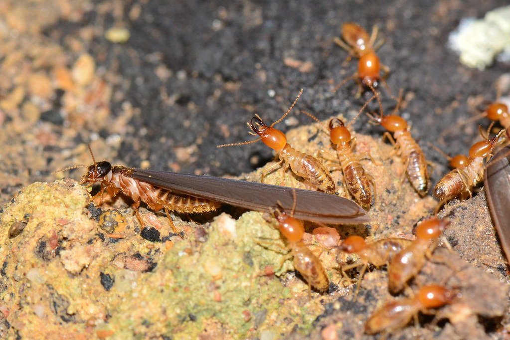 除白蟻公司的除蟲原理是什麼？