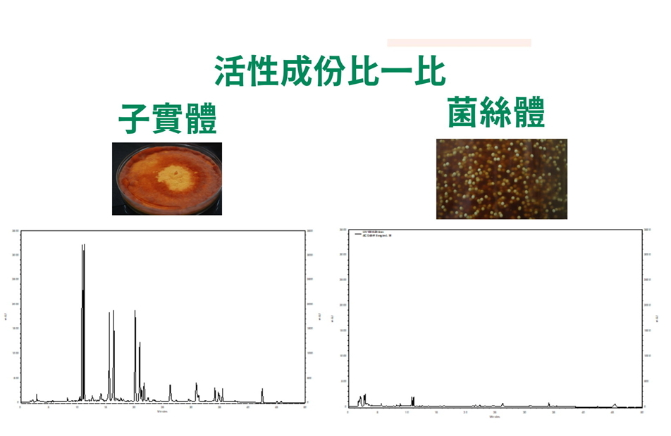 牛樟芝活性成分