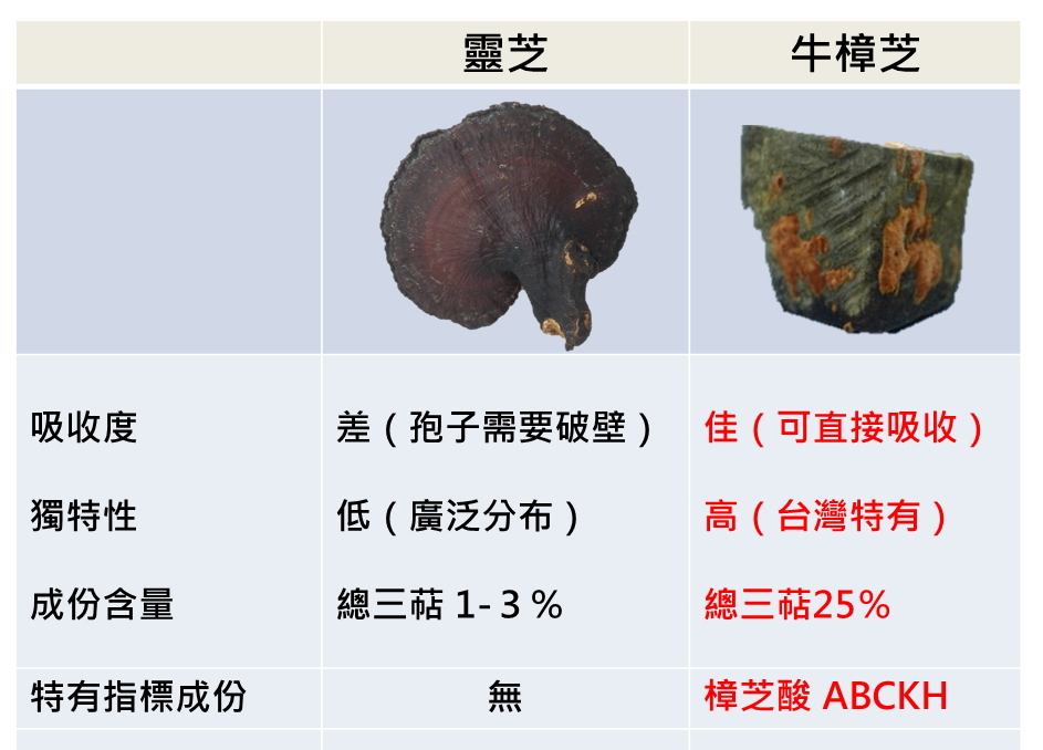 牛樟芝 靈芝比較