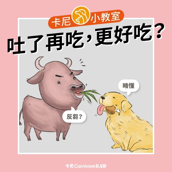 貓狗吃嘔吐物的原因