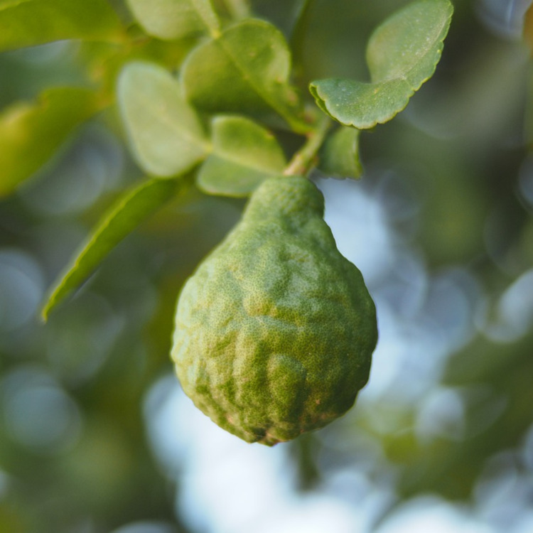 佛手柑精油（無光敏）