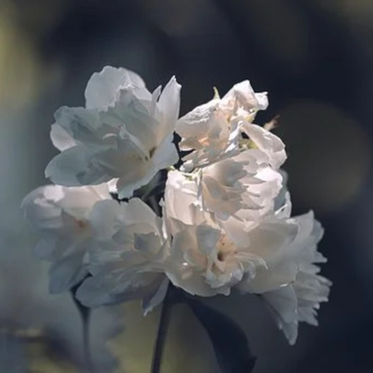 法國有機沙巴茉莉純露 茉莉花水