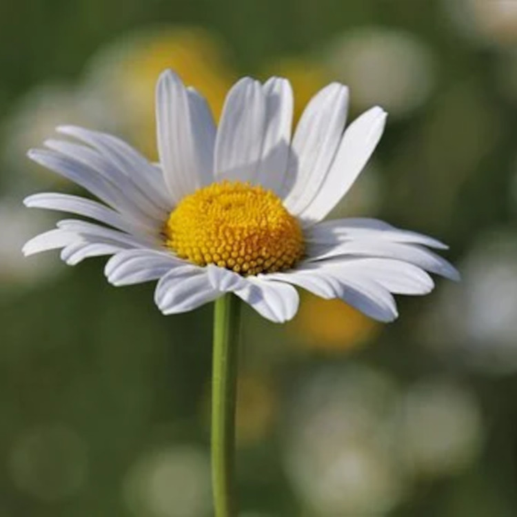 法國有機羅馬洋甘菊純露 洋甘菊花水