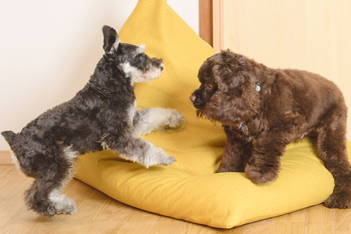 tetra 懶骨頭 - LEON 貓抓布