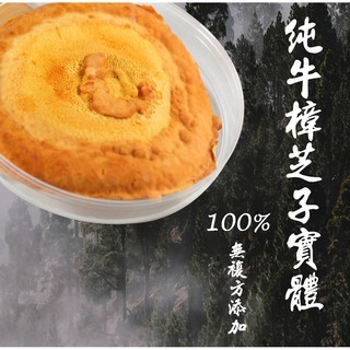 【黃金體驗｜純牛樟芝禮盒】黃金樟芝子實體原片 (1入)