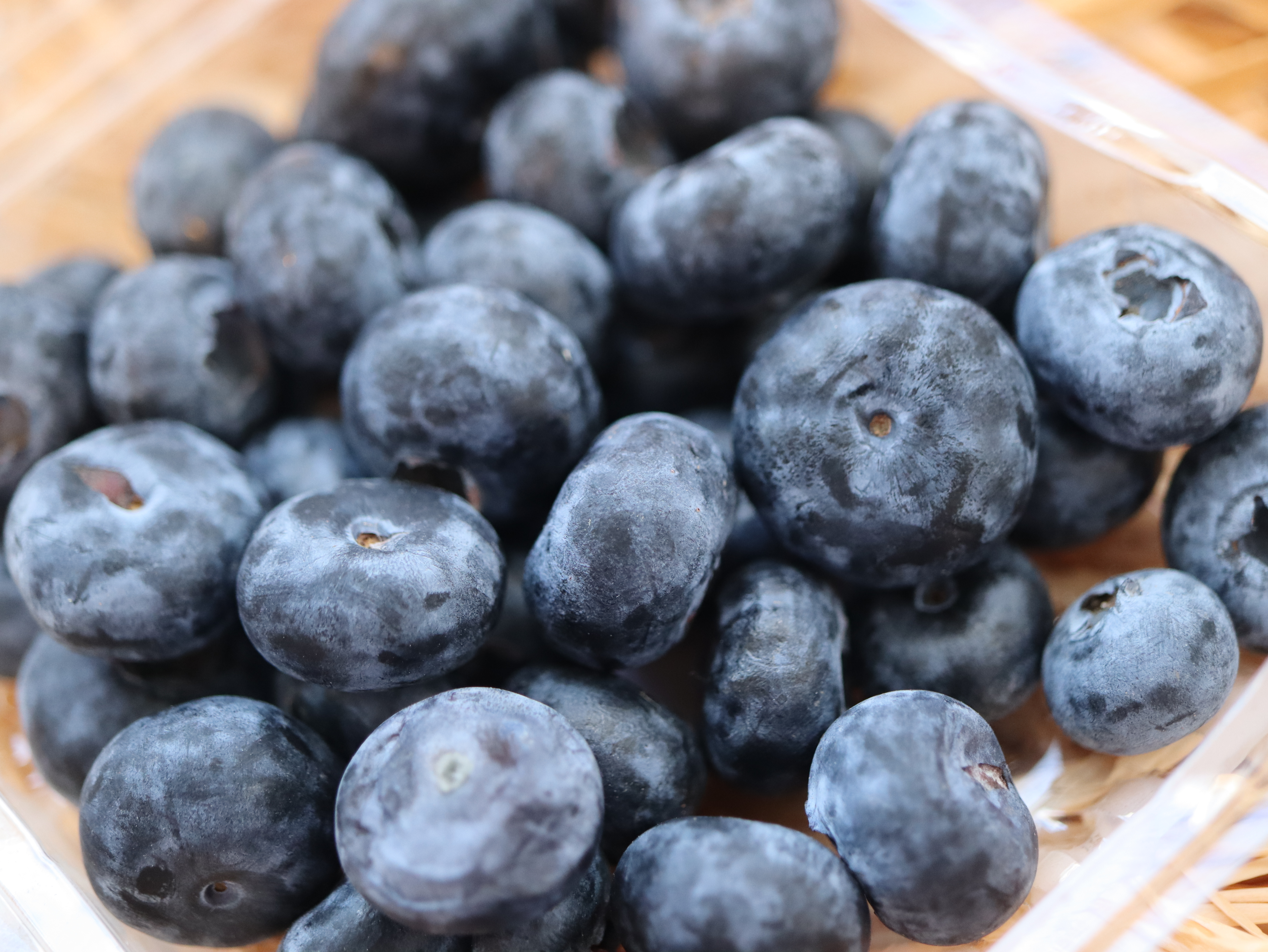 摩洛哥珍寶藍莓