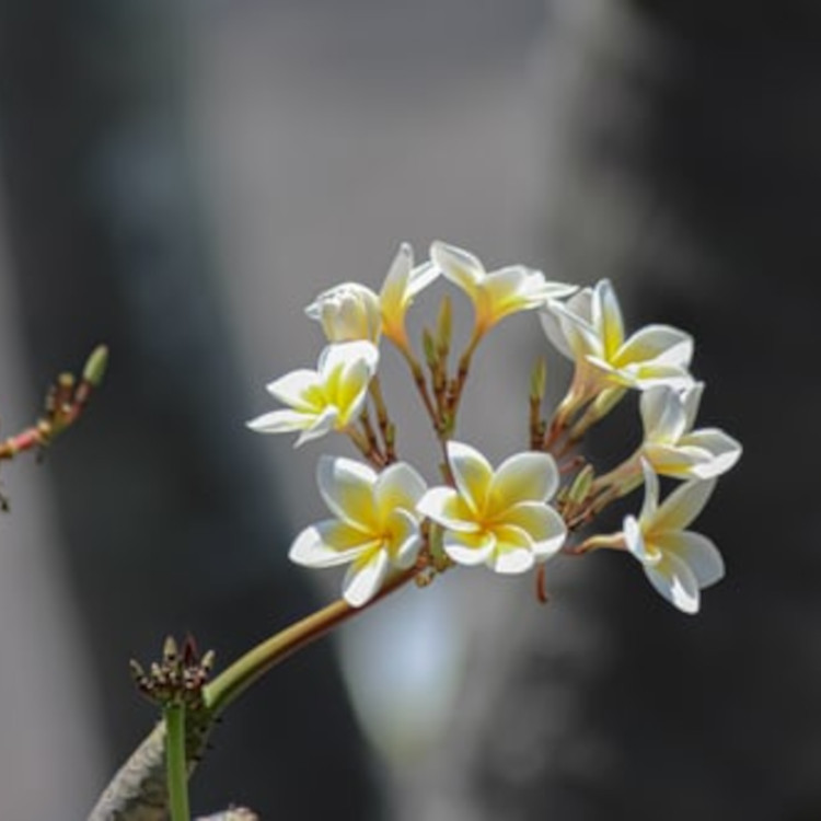 雞蛋花香氛香精