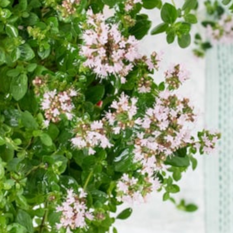 馬鬱蘭精油 甜馬鬱蘭精油