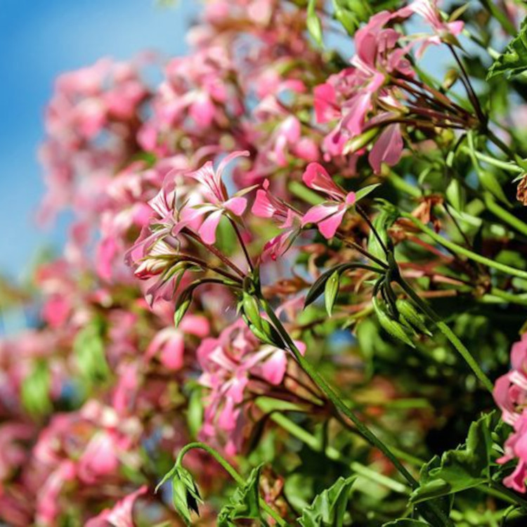 玫瑰天竺葵精油