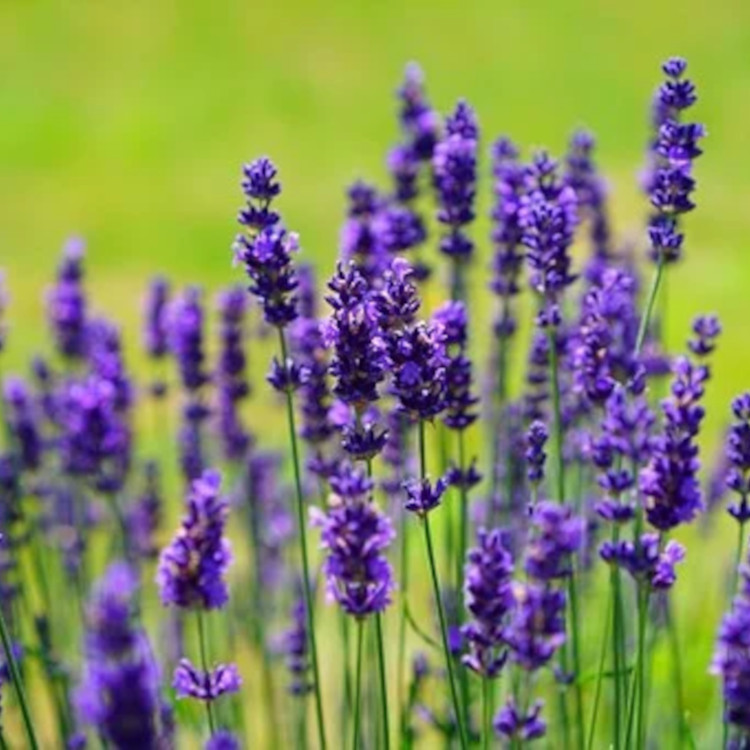 葛羅索醒目薰衣草精油