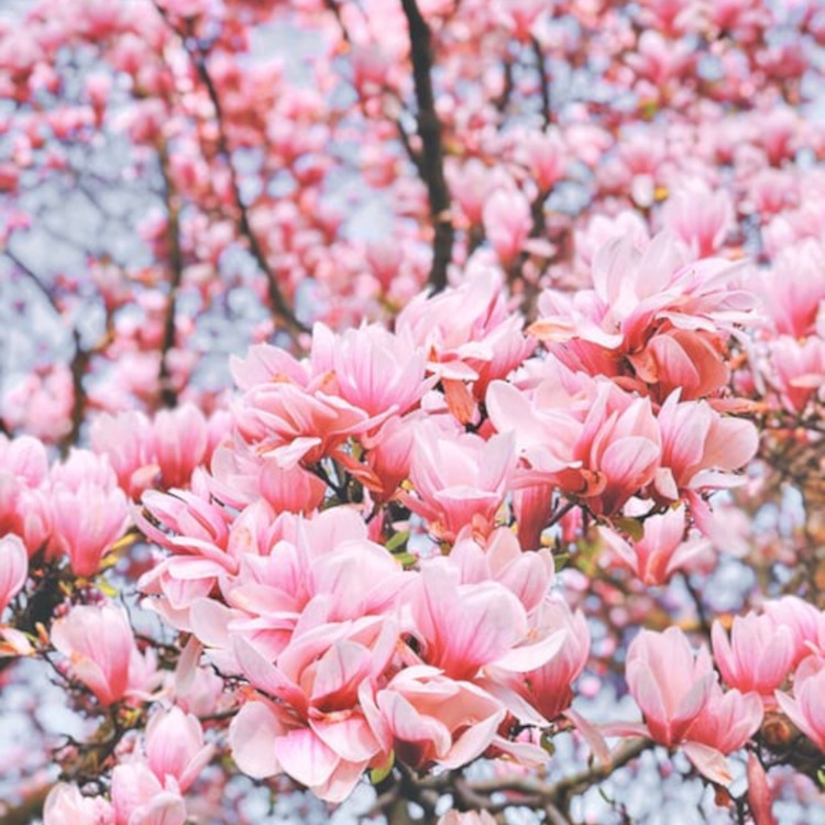 白蘭花香精 玉蘭花香精