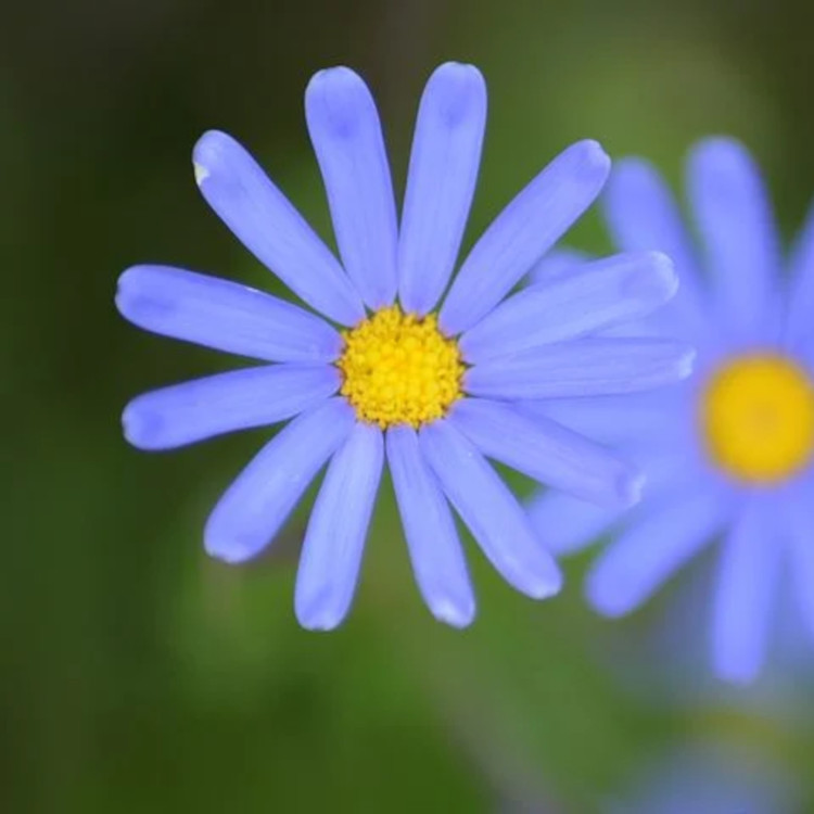 法國有機德國藍洋甘菊純露 洋甘菊花水